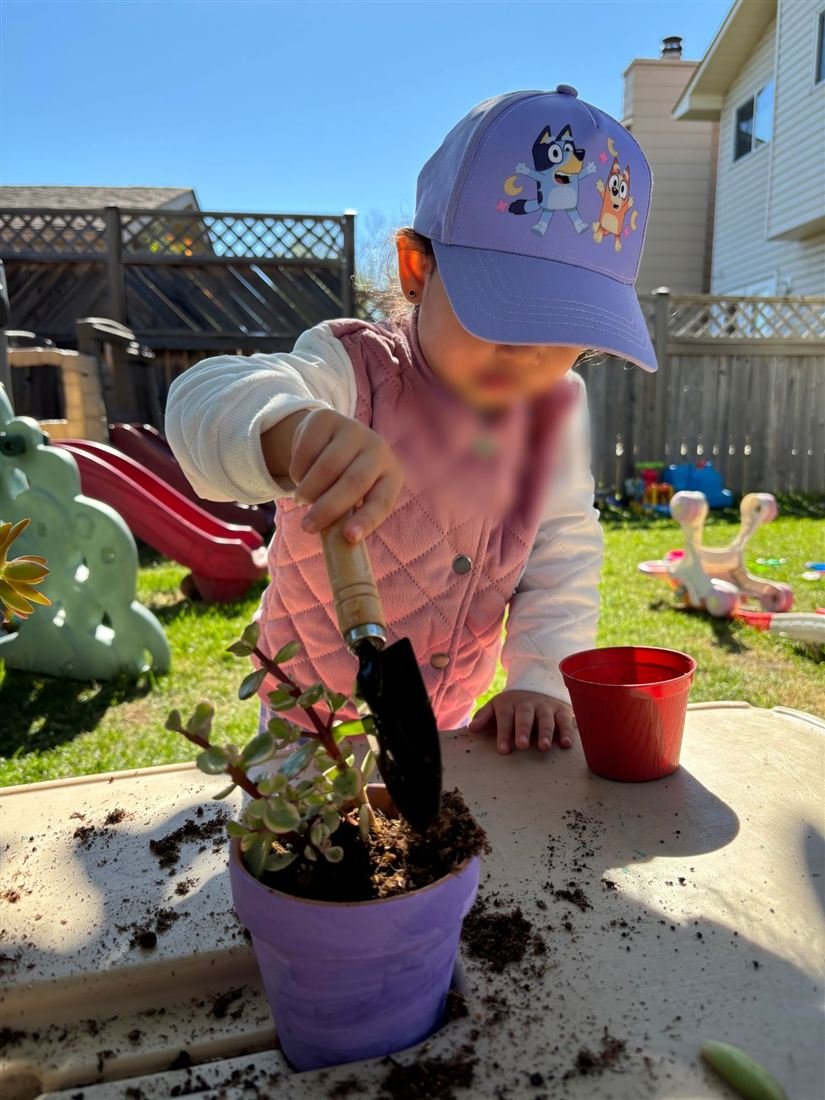 A child in a purple cap with the face blurred for privacy using a small trowel to plant a succulent in a purple pot outdoors