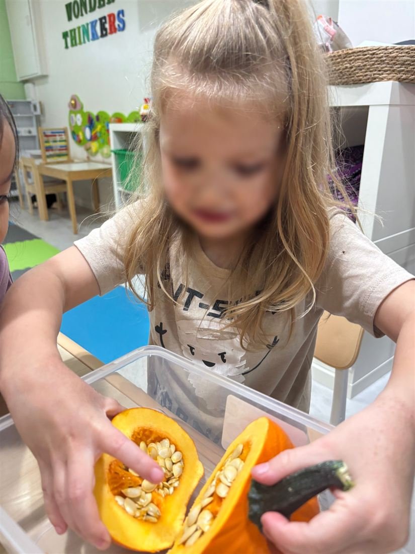 A child with a face blurred for privacy holding two halves of a pumpkin and touching the seeds inside
